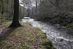 17. Flowing past West Hollowcombe Wood