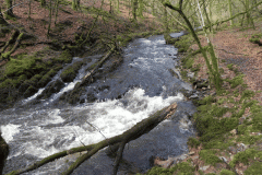 20. Flowing past West Hollowcombe Wood