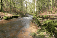 21. Flowing past West Hollowcombe Wood