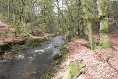 22. Flowing past West Hollowcombe Wood