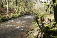 24. Flowing past Yamson Coppice