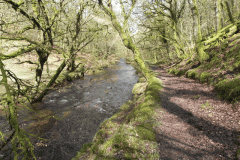 26. Flowing past Yamson Coppice
