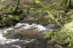 28. Flowing past Yamson Coppice