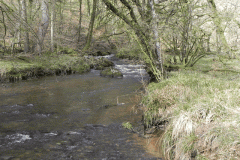 29. Flowing past Yamson Coppice