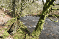 38. Downstream from Venford Bridge
