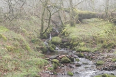 42. Waters from Aller Combe join East Water
