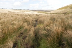 3. The early stream