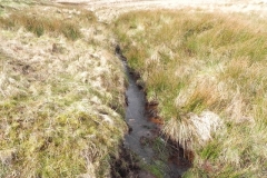 4. The early stream