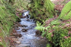 12. Flowing past Contest Plantation (14)