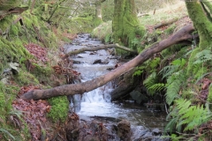 12. Flowing past Contest Plantation (15)