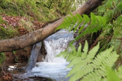 12. Flowing past Contest Plantation (16)