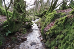 12. Flowing past Contest Plantation (17)