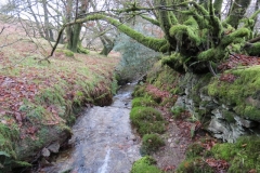 12. Flowing past Contest Plantation (19)