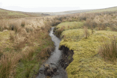 13. Flowing through Long Combe