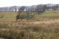 28. Windswept Trees Long Combe