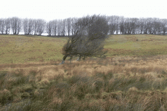 29. Windswept Trees Long Combe