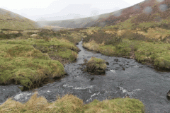 49. Waters join from West Pennard