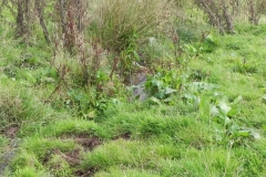 10. The early stream