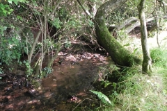 37. Upstream from Rodhuish