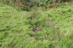 6. The early stream