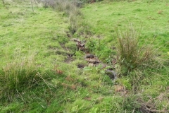8. The early stream