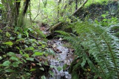 1.-Headstreams-running-to-Flaxpool-14