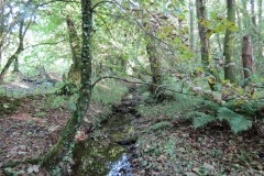 6.-Downstream-from-Roebuck-Crossing-7