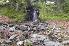 23. Cascade out of tree roots