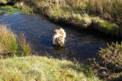 38. Dog swimming in Three Combes Foot