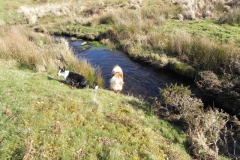 39. Dog swimming in Three Combes Foot