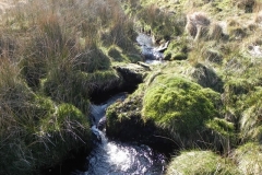 4. The early stream