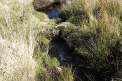 5. The early stream