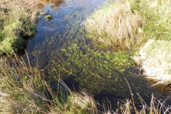6. Water plants in early stream