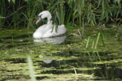 1.-Swan-to-Edington-Bridge