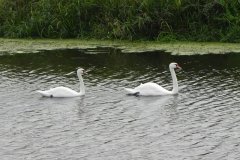1.-Swans-on-South-Drain-at-Gold-Corner