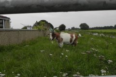 10.-Billy-Goat-near-Catcott-Bridge