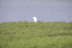 12.-Great-Egret-Shapwick-Nature-Reserve
