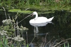 12.-Swan-by-Ashcott-Rail-Bridge