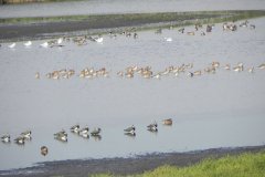 13.-Shapwick-Nature-Reserve