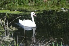 14.-Swan-by-Ashcott-Rail-Bridge