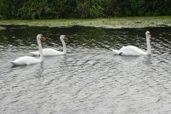 2.-Swans-on-South-Drain-at-Gold-Corner