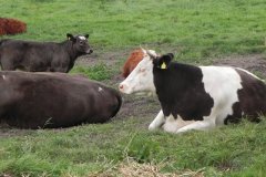 2.Cattle-near-Catcott-Bridge