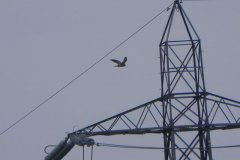 3.-Bird-of-Prey-near-Chilton-Moor-Bridge