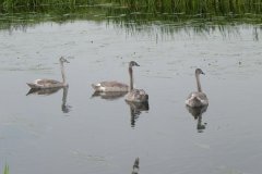 3.-Signets-on-South-Drain-near-West-Bridge