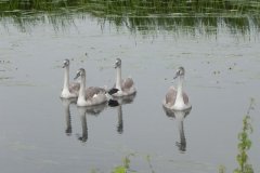 4.-Signets-on-South-Drain-near-West-Bridge
