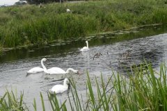 4.-Swans-feeding-above-Edingcote-Bridge