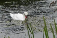 5.-Swan-feeding-above-Edingcote-Bridge