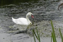 6.-Swan-feeding-above-Edingcote-Bridge