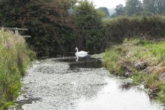 7.-Swan-on-Drain-near-South-Drain