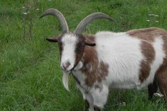 9.-Billy-Goat-near-Catcott-Bridge